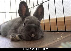 Unsere "kleine" Familie-bunny-very-exhausted-imgur.jpg