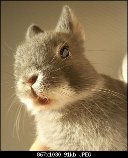 Unsere "kleine" Familie-mimi-close-up-imgur.jpg