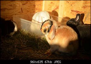 Die Velberter Kaninchenbande-10965602_1000236313338526_1691617377_n.jpg