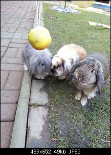 Unsere 5 Fellnasen stellen sich vor-20150219_141033-0-.jpg