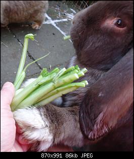 Die Murgelkinder-maeben3.jpg