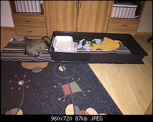 Bekko's Rasselbande-10887799_1000528153308954_1697598247_n.jpg