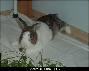 Minervas M�mmelbande-dscf4145-001.jpg
