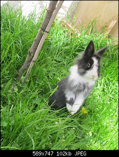 Jutschii's Kaninchen-sweety-109-.jpg