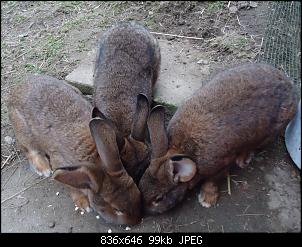 Die Murgelkinder-ttt1.jpg