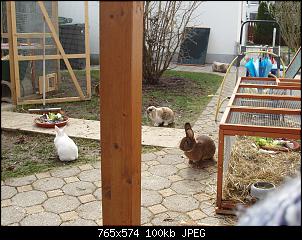 Birdy�s bunte Langohrtruppe-p4031662.jpg