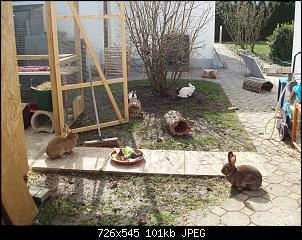 Birdy�s bunte Langohrtruppe-p4031663.jpg