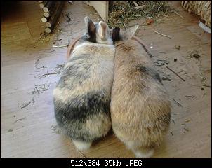 Micky und ihre zwei Zwergenjungs :)-kapr-15-c.jpg