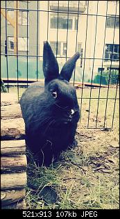 Hallo, ich bin neu !!!-fotor_-16-%5B1%5D.jpg