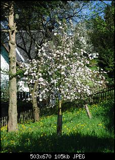 Die Murgelkinder-apfelbaum.jpg