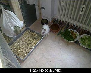 Patrick und Caoilainn stellen sich vor-16102010244.jpg