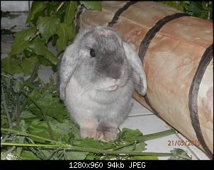 Pandora82 und ihr Zoo-fb_img_1432236424565.jpg