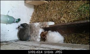 Hier kommen die Langohrschafe-20150525_110847.jpg