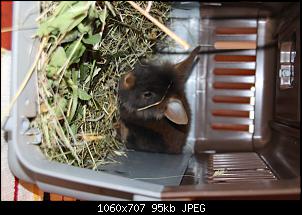 Gestatten, Hase! He, und Widder!-img_9087.jpg