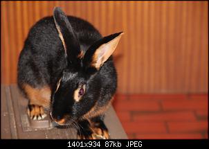 Gestatten, Hase! He, und Widder!-img_9108.jpg