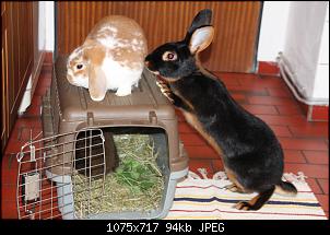 Gestatten, Hase! He, und Widder!-img_9118.jpg