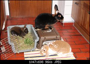 Gestatten, Hase! He, und Widder!-img_9119.jpg