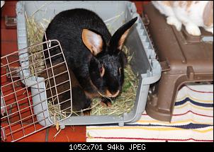 Gestatten, Hase! He, und Widder!-img_9126.jpg