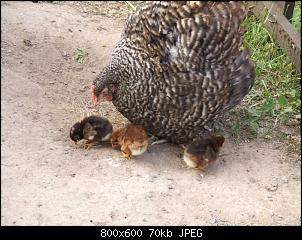 Minnie und Raj-huhn18.jpg