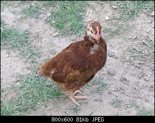 Minnie und Raj-huhn17.jpg
