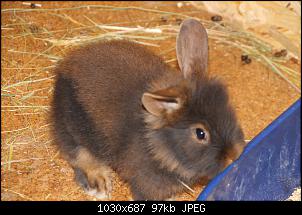 Gestatten, Hase! He, und Widder!-img_9184.jpg