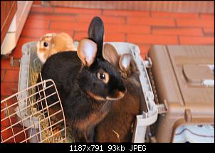 Gestatten, Hase! He, und Widder!-img_9141.jpg