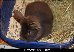Gestatten, Hase! He, und Widder!-img_9185.jpg