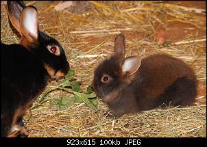 Gestatten, Hase! He, und Widder!-img_9181.jpg