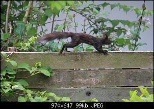 Gestatten, Hase! He, und Widder!-img_8962.jpg
