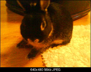 �ber diese Rubrik: Unsere Kaninchen, User-Vorstellung & Fotos-dsc01325.jpg