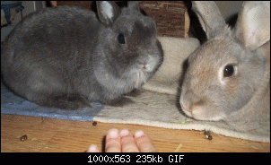Bluemchen und Kassandra-100_524_2.gif
