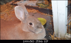 Bluemchen und Kassandra-100_5328_2.gif