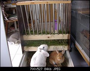 Yama und ihren bunt gemixten Fellnasen-wiesenraufe5.jpg