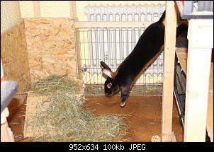 Gestatten, Hase! He, und Widder!-img_9610.jpg