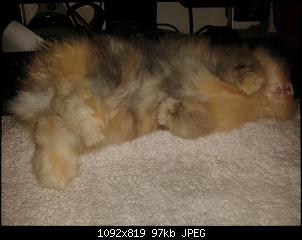 Choco und Drago-20150103_000929.jpg
