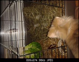 Choco und Drago-20150109_143538.jpg