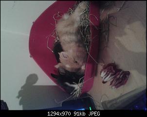 Choco und Drago-20150111_185718.jpg