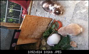 Lola, Lotte und Lenny sagen Hallo-2015-08-02-10.26.30.jpg