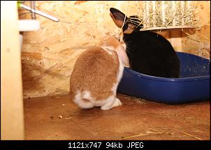 Gestatten, Hase! He, und Widder!-img_9683.jpg