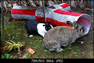 Welche Rasse haben meine Kaninchen?-dsc_0177.jpg