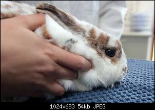 Welche Rasse haben meine Kaninchen?-vet00060_kaninchen_tierarzt.jpg