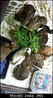 Familie Kunterbunt & Ich :)-img-20150814-wa0012.jpg