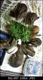 Familie Kunterbunt & Ich :)-img-20150814-wa0011.jpg