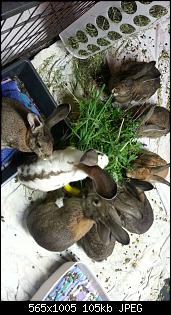 Familie Kunterbunt & Ich :)-img-20150814-wa0010.jpg