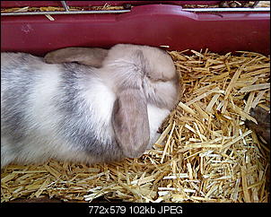 Meine Kaninchen & das Gehege-dsc00954.jpg