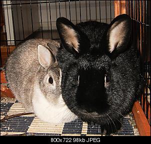 Mr. Lakritz & Miss Pepper :)-beide.jpg