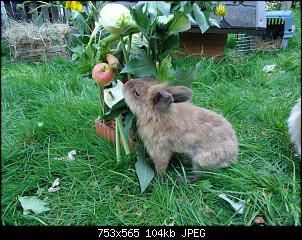 Die Murgelkinder-thf2-lola-am-ziegel.jpg