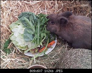 Brownie und Snowflake stellen sich vor-20150927_115421.jpg