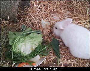 Brownie und Snowflake stellen sich vor-20150927_115410.jpg