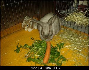 hallo bin neu hier-img-20151011-wa0013.jpg